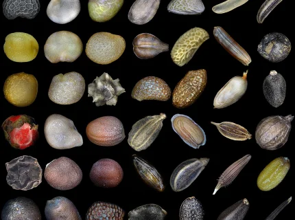 seeded