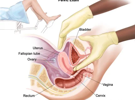 vulval