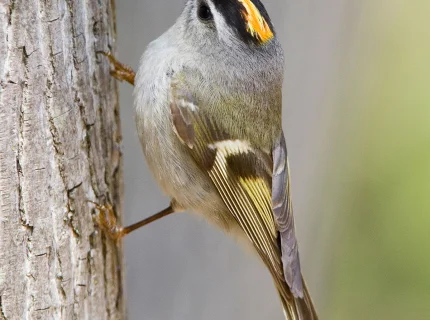 kinglet