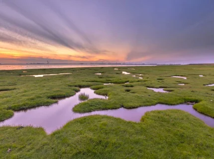 marshy