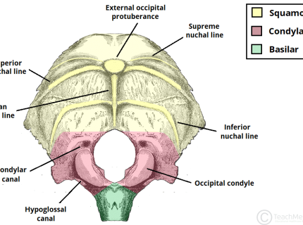 protuberance