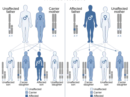 recessive