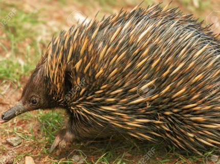 spiny