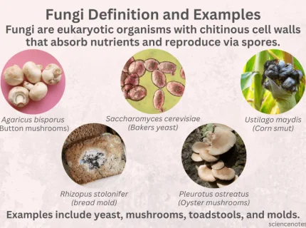 fungi