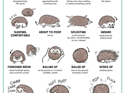 hedgehog