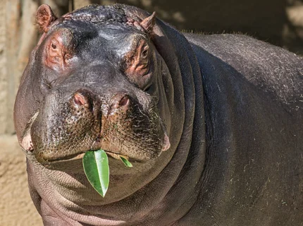 hippopotamus