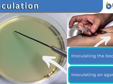 inoculation