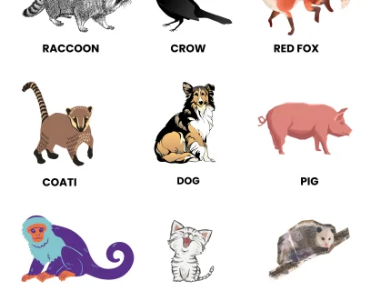 omnivorous