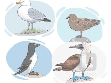 seabird