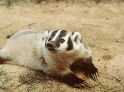 badger
