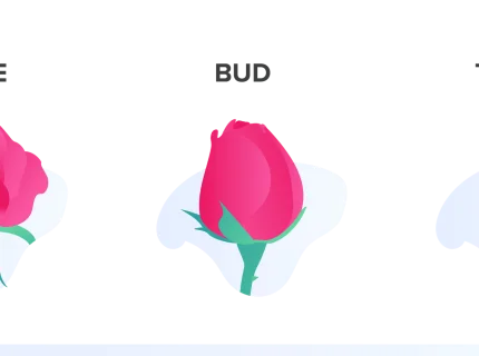 rosebud