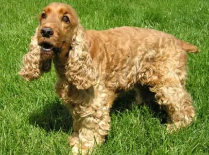 spaniel