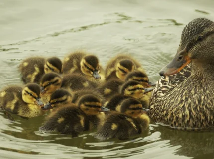 duckling