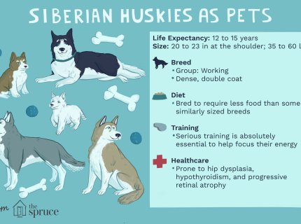 huskiness