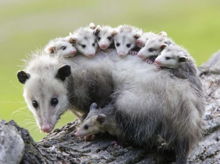 opossum