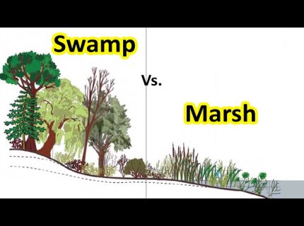 swampy
