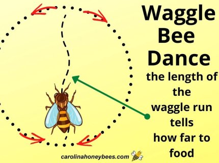 waggle