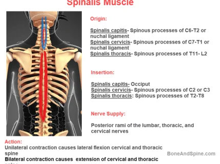 spinous