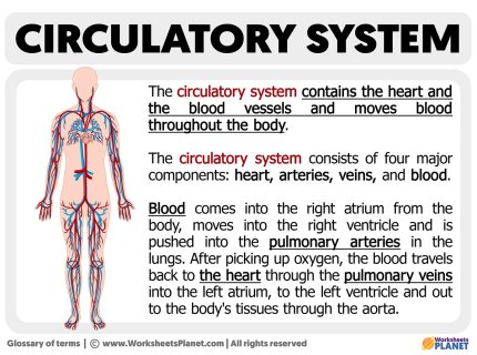 circulatory