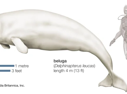 beluga