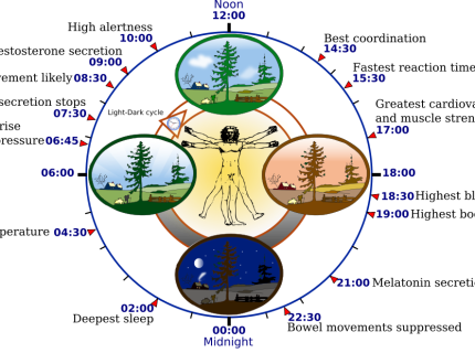 circadian
