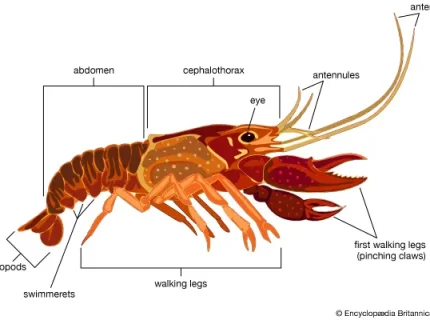 crayfish