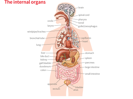 internal