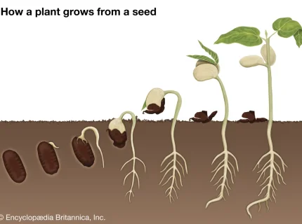 seed