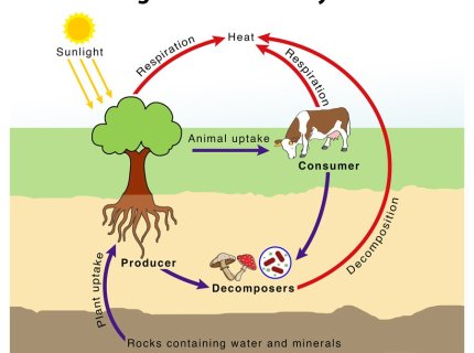 cycle