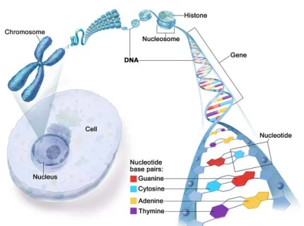 gene