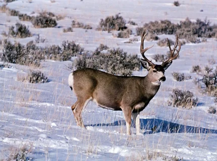 buck