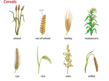 grain
