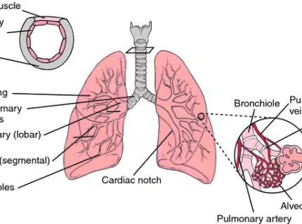 lung