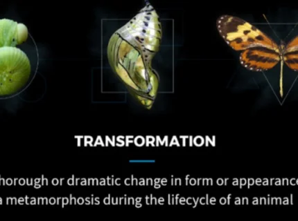 transformation