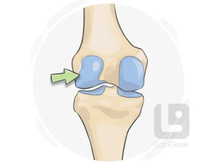articular