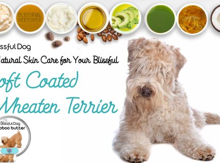 wheaten