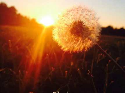 sunray