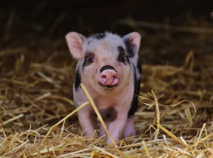 piglet