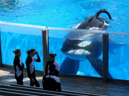 blackfish