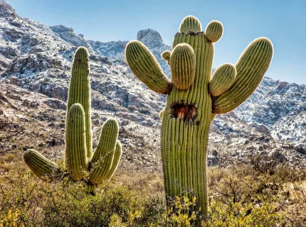 cacti