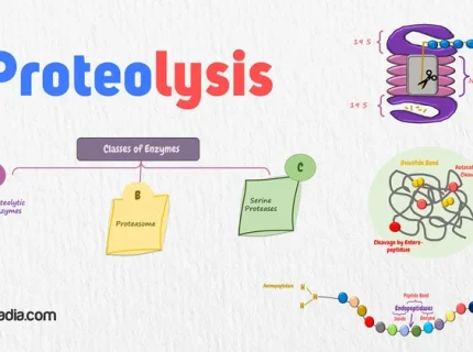 proteolysis