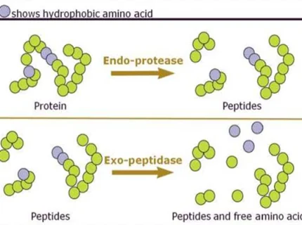 proteinase