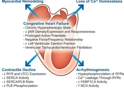 contractility