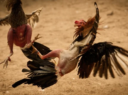 cockfighting