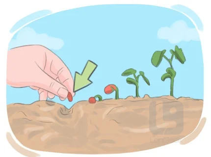 seeding