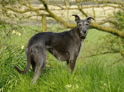lurcher