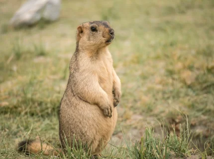 Marmot