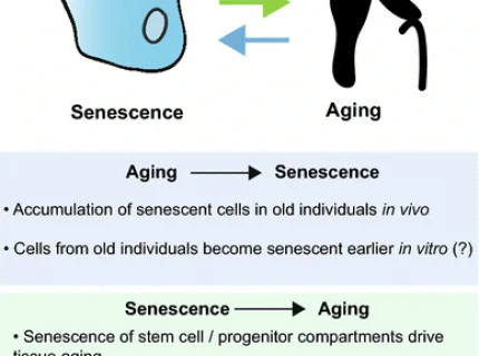 senescence
