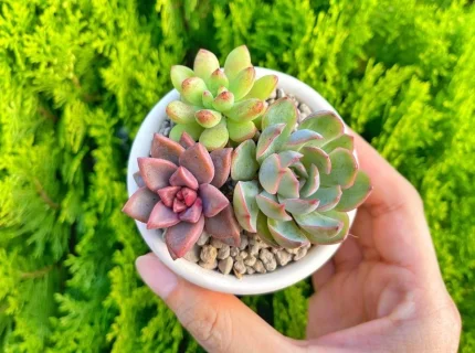 succulence