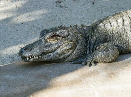 Chinese alligator